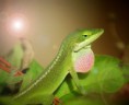 /album/fotogalerie-anolis-rudokrky/anolis-rud-jpg/